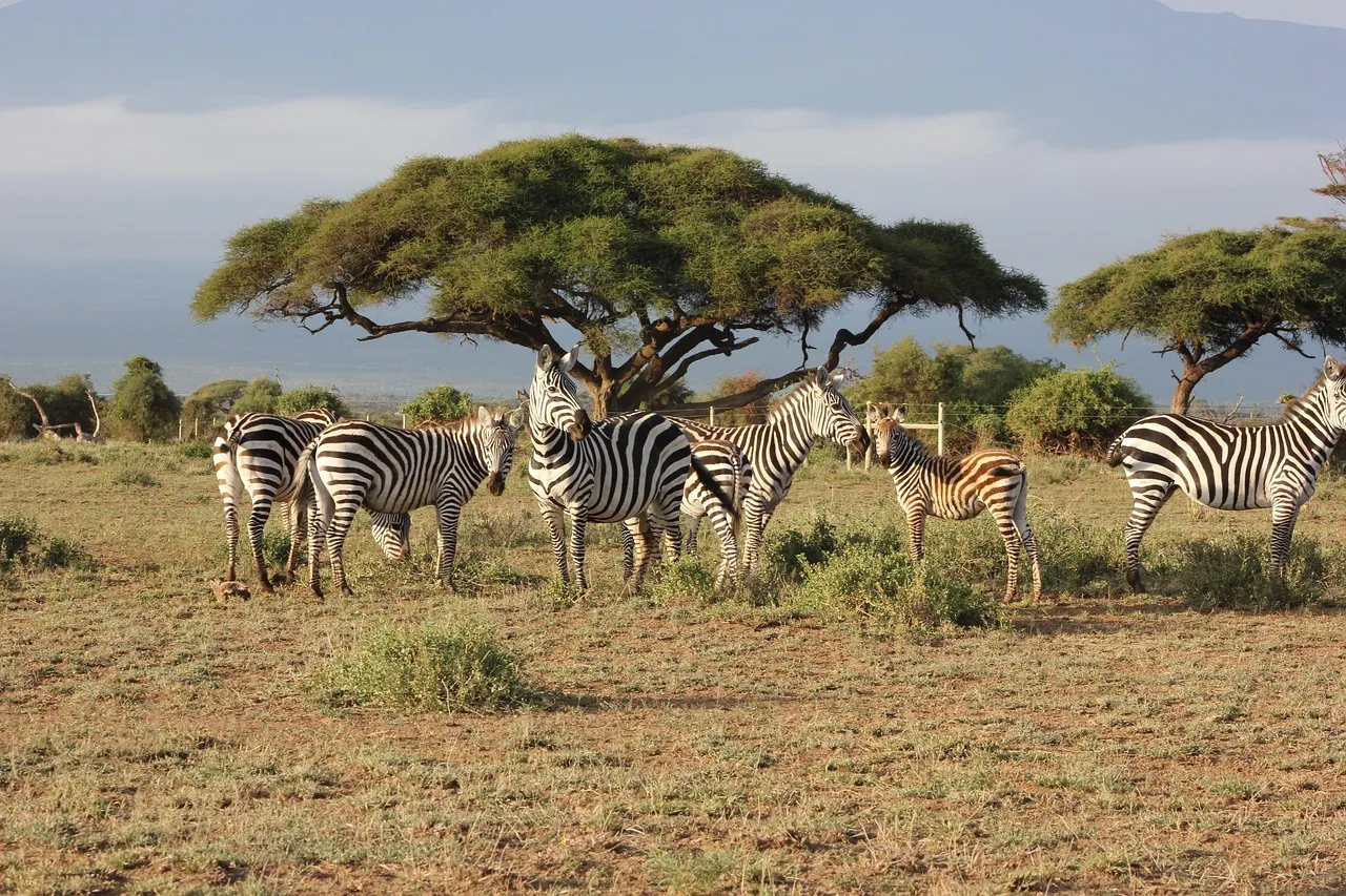 exterior view of a Serengeti plains