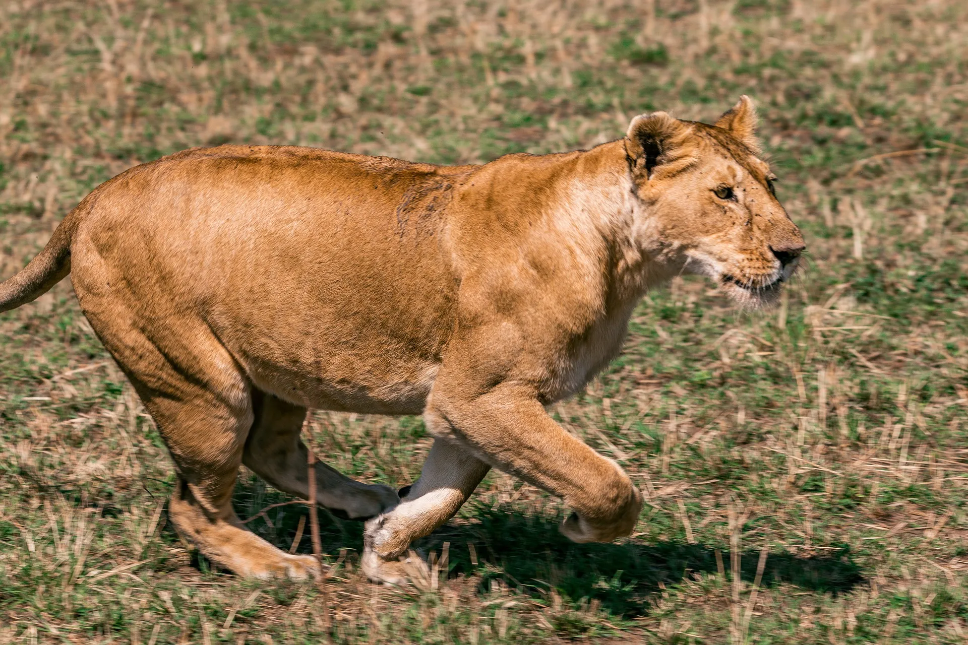 Lions spotted during game drives in Serengeti National Park in Tanzania.