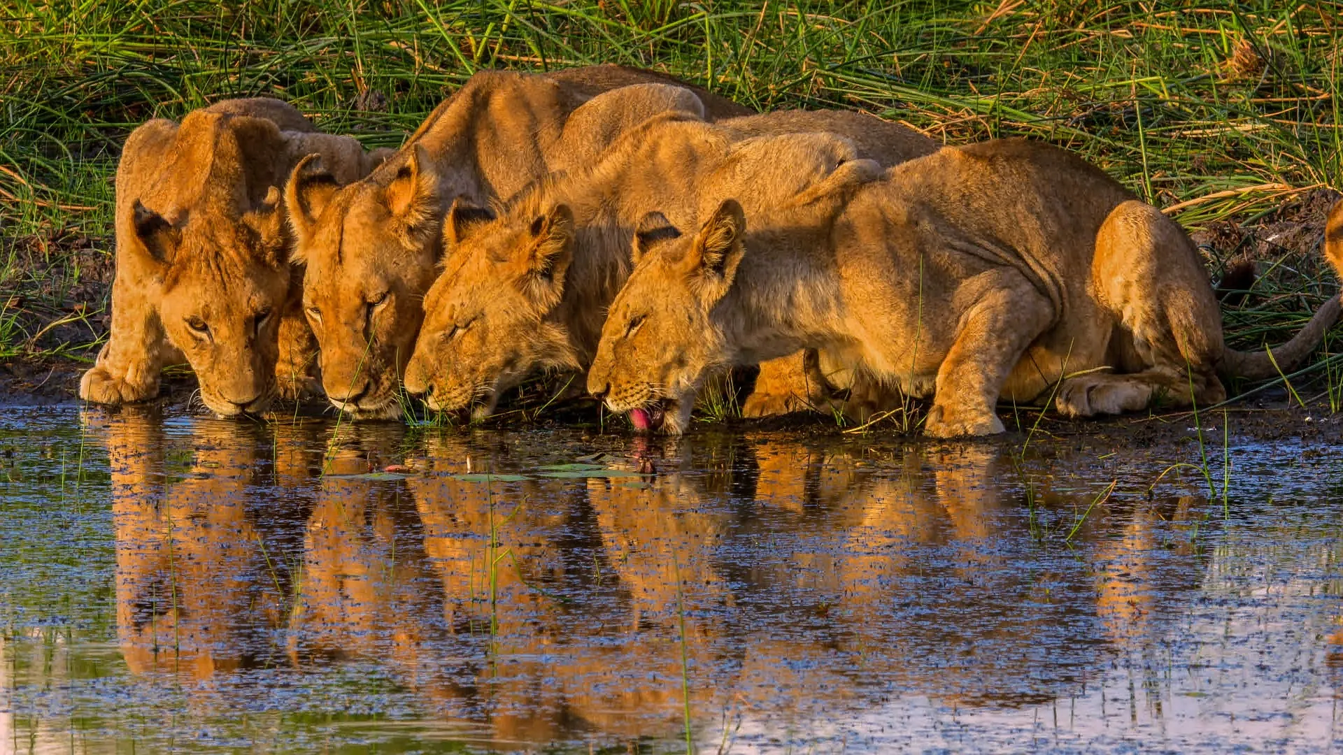 Serengeti is home to the greatest concentrations of predators in the world